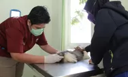 Informasi Layanan Pemeriksaan Hewan Kota Semarang, Cek di Sini
