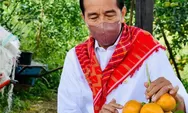 Presiden Jokowi Pernah Dikirimi 3 Ton Jeruk dari Desa Kuta Mbelin Kecamatan Laubelang Kabupaten Karo 