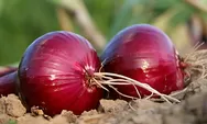 Tak Disangka-sangka, Inilah 6 Manfaat Bawang Merah Bagi Tubuh
