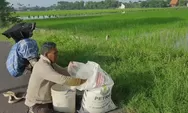 Harga Pupuk Naik 100 Persen, Petani di Kendal Kelimpungan