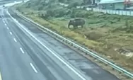 Gajah Codet Tertangkap Kamera Nyeberang Tol Pekanbaru-Dumai, BBKSDA Riau: Lagi Cari Betina