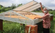 Bantu Petani Jagung Gunungpati, Tim Unika Kembangkan Mesin Pengering Tenaga Surya 