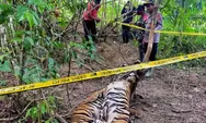 Terkena Jebakan Babi, Dua Ekor Harimau Sumatra Ditemukan Mati di Aceh Timur