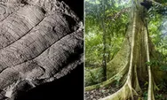 Pohon Berusia Empat Juta Tahun Di Kalimantan  Menjadi Sorotan Peneliti Dunia