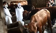 Amankah Mengonsumsi Daging Sapi yang Terjangkit PMK, Ini Penjelasan Pakar...