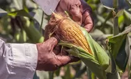 Dibantu Benih dan Pupuk, Petani di Gunungkidul Kembangkan Tanaman Jagung