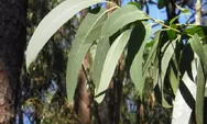 Kenali Manfaat Daun Eucalyptus untuk Kesehatan, Aroma Wanginya Tercium dari Jasad Eril