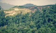Luasan Hutan di Kotim Berada Pada Batas Minimum