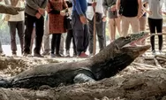 Tarif Masuk Naik, Jumlah Pengunjung di Pulau Komodo akan Dibatasi