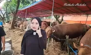 Pertama Kali Kurban, Berat Sapi yang Dibeli Nathalie Holscher Saingi Bobot Sapi yang Dibeli Jokowi