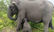 Bayi Gajah Sumatera Lahir, Tambah Populasi di SM Padang Sugihan Sumsel