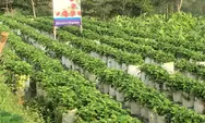 Intip Pesona Wisata Kebun Stroberi "Inggit"  di lereng Gunung Merbabu Magelang
