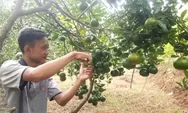 Petani Milenial di Batang Rintis Agrowisata Buah Jeruk Petik Sendiri