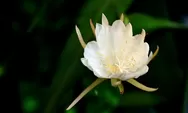 9 Keajaiban Bunga Wijaya Kusuma, Bunga Mistis Penuh Manfaat bagi Kesehatan dan Spiritualitas, Yuk Segera Tanam