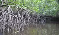 Keanekaragaman Hayati dan 7 Hewan di Hutan Mangrove