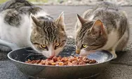 Beberapa Makanan Ini Sebaiknya Jangan Diberikan Kepada Kucing, Nomor 7 Sering Dilakukan!