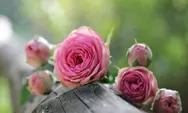 Pecinta Mawar Wajib Tahu, Inilah Beberapa Warna Mawar Beserta Maknanya!