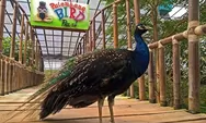 Palembang Bird Park, Destinasi Wisata yang Dipenuhi Satwa Unik dan Lucu