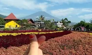 Oziel Amazing Garden, Destinasi Wisata di Pagaralam yang Dipenuhi Warna-warni Bunga Nan Cantik