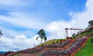 Taman Bunga Puncak Tonang, Destinasi Wisata di Padang yang Menghadirkan Warna-warni Bunga