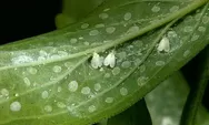 Tanpa Pestisida, Air Ini Bisa Buat Hama Kutu Putih Lari Terbirit-birit dari Tanaman