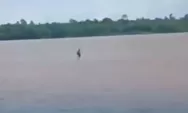 Video Viral Pria Berjalan di Atas Air Sungai Barito Diragukan Keasliannya 