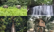 Tangkahan, Berwisata Dengan Gajah Di Sumatera Utara