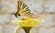 Destinasi wisata Taman Bunga Celosia ala Eropa daerah Semarang, cocok untuk libur lebaran