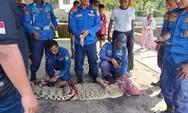 Sempat Geger, Petugas Damkar dan TNI-Polri Berjibaku Tangkap Buaya Muara di Subang