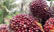 Harga TBS Sawit di Sumut periode 21-27 September 2022, umur 10 -20 tahun naik Rp 0,89/Kg