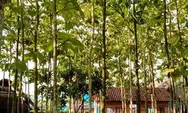 Kebon Jati Cilegon, Destinasi Wisata Alam Sekaligus Kulineran Dibawah Rindangnya Pohon Jati!