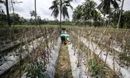 Surami : Petani Sayuran Meraup Rejeki Dari Tumpang Sari