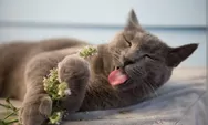 Mengenal Catnip, tanaman favorit semua kucing!