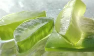 Inilah manfaat lidah buaya dan kandungannya, bisa untuk menghilangkan jerawat loh!