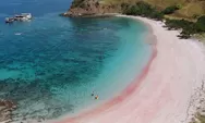 Unik! Wisata Alam Pantai Pink Labuan Bajo Menjadi Rumah Bagi Komodo Dragon!