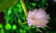 Ngalap Berkah Dari Bunga Wijaya Kusuma Yang Dipercaya Penuh Tuah Menurut Primbon Jawa, Apa Saja Pertandanya?