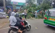 Pohon Tumbang di depan Pasar Cibinong, Pihak Kepolisian Lakukan Evakuasi