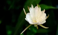 Berkah Kanjeng Ratu Kidul Buat Pemilik Bunga Wijaya Kusuma, Ini Keajaiban dan Manfaatnya