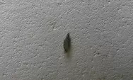 Kamitetep, Serangga yang Kerap Muncul di Sudut-sudut Rumah, Simak Informasinya!