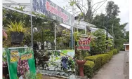 Inilah Rute Menuju 'Kampung Anggur Plumbungan' Destinasi Wisata Gratis di Bantul, Yogyakarta!