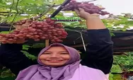 Gratis dan Dijamin Puas !!! Yuk Bestie Intip Keseruan Destinasi Wisata Kampung Anggur Plumbungan di Yogyakarta