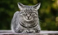 Asal Usul Kucing Jadi Hewan Peliharan