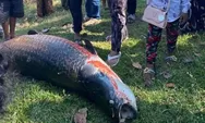 Ikan Naga Raksasa Khas Sungai Amazon Muncul di Kamboja