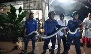 Damkar Kota Depok Berhasil Mengamankan Enam Hewan Liar di Permukiman Warga