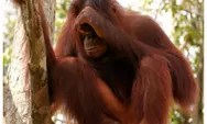 Tempat Wisata Arboretum Nyaru Menteng di Kalimantan Tengah, Habitat Terakhir Satwa yang Terancam Punah!