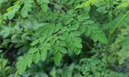 Mengenal Berberapa Manfaat Daun Kelor, bisa Untuk Gangguan Penglihatan