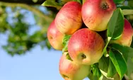 Manfaat Buah Apel Untuk Kesehatan