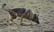 Bagaimana Anjing Pelacak K-9 Temukan Korban Gempa di Cianjur? Begini Cara Kerjanya