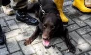 Temukan Banyak Jenazah di Gempa Cianjur, Ini Cara Kerja Coco, Anjing Binaan Satpol PP Semarang