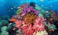 Yuk Intip Keindahan Destinasi Wisata Bunaken di Sulawesi Utara, 'Surganya Biota Laut di Indonesia'